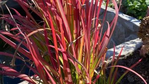 Императа цилиндрическая Ред Барон. Обзор из сада.