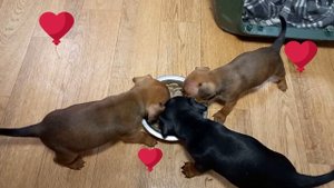 Кормление месячных щенков цвергпинчера / Feeding your miniature pinscher puppies, 1 months