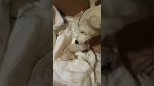 Роды Джек Рассел терьер 7 щенят