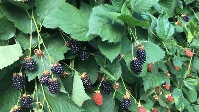 Ежевика Бжезина 2020 - ранний сорт, позднее плодоношение. смотреть онлайн