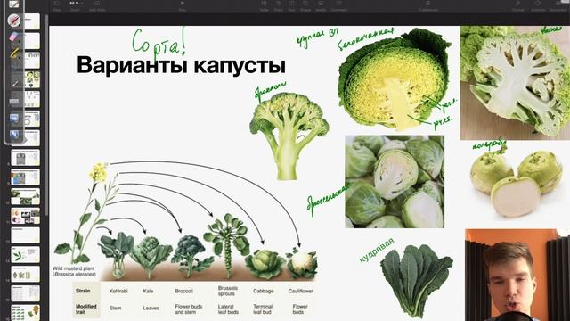 Отличия сортов капусты (белокочанная, цветная, брюссельская...) | Биология ЕГЭ