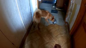 Урок 2 обучение подаче дичи щенка карело финской лайки.