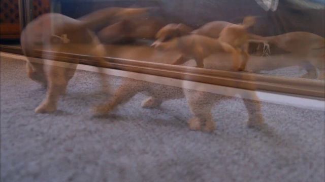 Домашние животные  Собаки