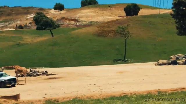 San diego Safari Park Travel Tips | Zoo | Adventure Travel | Wildlife | A Classic Mom смотреть онлайн