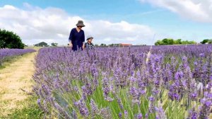 Prairie fields of sea lavender | Lost in lavender fields | We're LAVEN IT DER