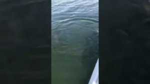 Трофейная Щука . Лепельские озёра. Как оно было))