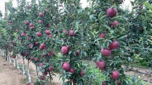 Red Delicious Mema Mestar 2284. Second year.