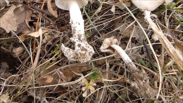 Cueillette champignons russules charbonnières scleroderma amanite vireuse 12 octobre 2019 смотреть онлайн