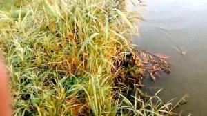 #нарские пруды Дютьковский участок