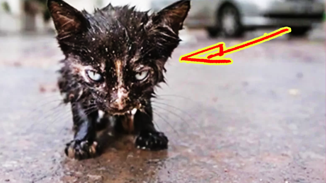 В переходе прятался от холода дрожащий котенок, а люди равнодушно шли мимо. смотреть онлайн