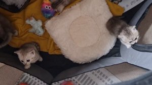 Котята громко мяукают и зовут свою маму кошку