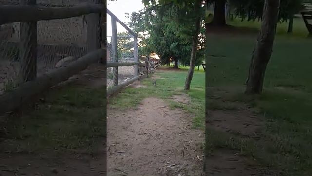 Кролики,это не только ценный мех!!! смотреть онлайн