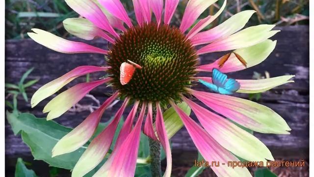 Эхинацея пурпурная Грин Твистер (green twister) ? обзор: как сажать, саженцы эхинацеи Грин Твистер смотреть онлайн