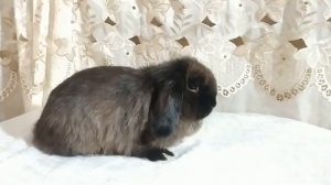 Минилоп кролик карликовый декоративный