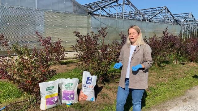 Чем и как удобрять голубику осенью? Конкретные примеры и способы смотреть онлайн