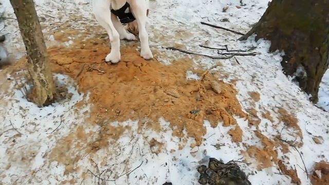 Американский стаффордширский терьер в лесу смотреть онлайн