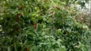 Кизил "Грушевый"