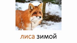 Изучаем слово fox, лиса, словосочетания и предложение с ним