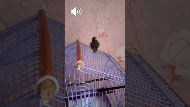 ПЕРВОЕ ПЕНИЕ ПТЕНЦА ВОРОБЬЯ!!! ВКЛЮЧАЙ ЗВУК, ЧТОБ УСЛЫШАТЬ МИЛОЕ ПЕНИЕ ВОРОБЬЯ? #shorts