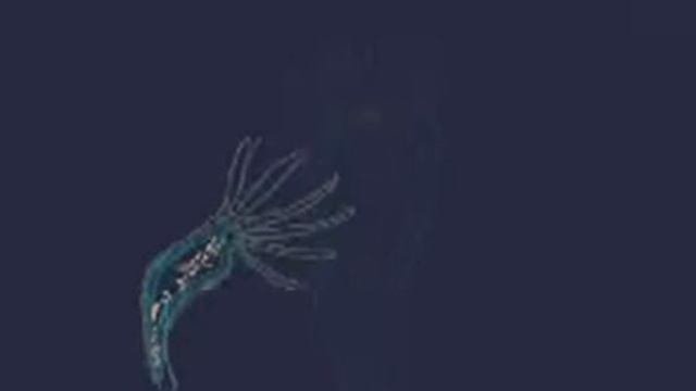 Передвижение гидры.avi