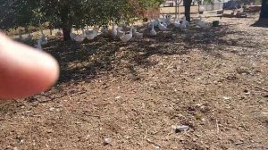 Goose.Как поймать гуся,лайфхаки!