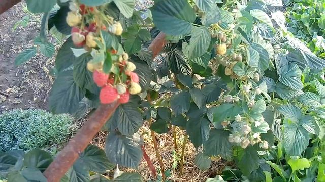 Малина ВЕРСАЛЬ удивила своим урожаем 5 кг с куста смотреть онлайн