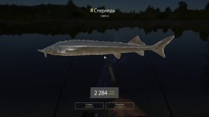 Русская рыбалка 4 - река Сура - Стерлядь на выползка