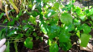 Самосев гибискуса древовидного. Размножение древовидного садового гибискуса. Неприхотливый сад