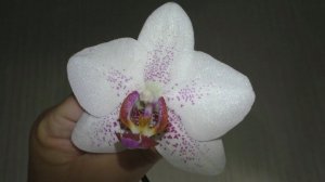 Экспериментальная посадка уценённой орхидеи за 99 рублей из Ашана.
