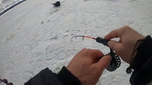 Где бель там судак. Поиск с практиком 8