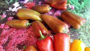 Любимые сорта перцев для фарширования и не только