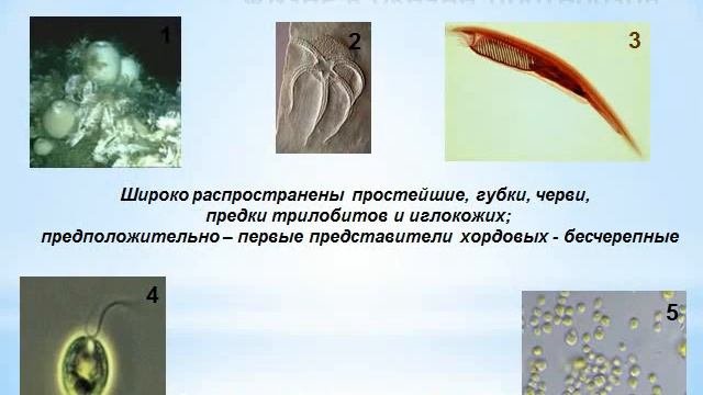 Презентация Ранние этапы развития жизни на земле
