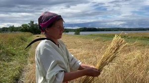 Жнивные частушки