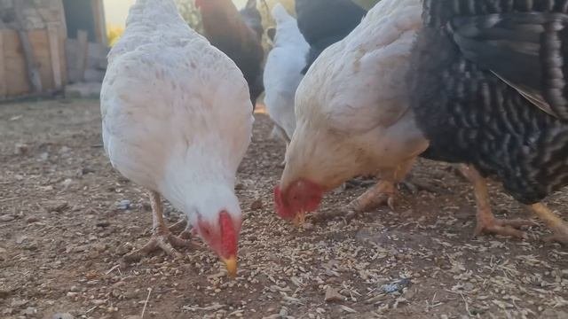 حيوانات الغابة ، عالم الحيوان ، أصوات الحيوانات ، الأسد , الطاووس , خروف , يا غنماتي , دجاج , ماعز