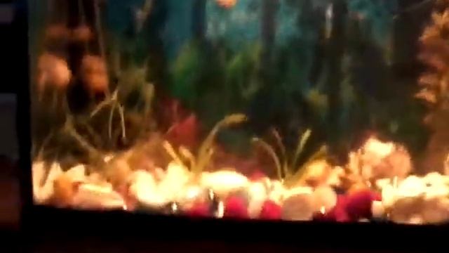 Говорим о улитках ампулярии смотреть онлайн