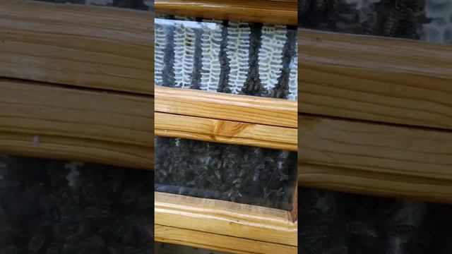 Японский улей,три недели после заселения смотреть онлайн