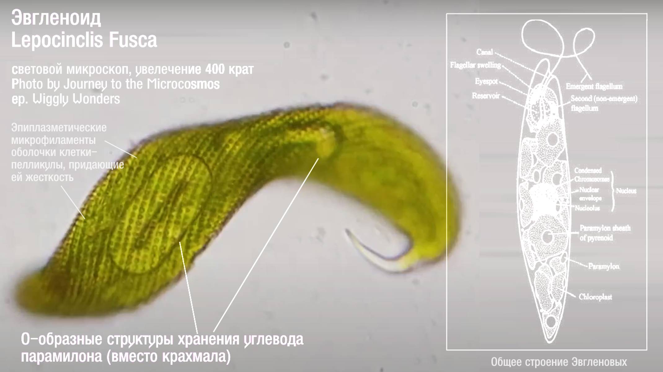 Euglenoids Single Celled Shapeshifters