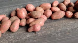 Брянский картофель оптом