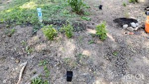 1,5 месяца с закладки нового сада.