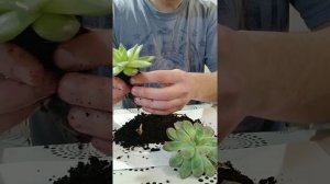 Пересадка магазинных суккулентов