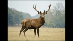 Просьба ( Раненая птица ) Роберт Рождественский