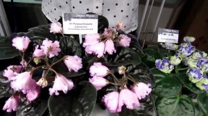 Dn Рожева Конвалія Д Денисенко