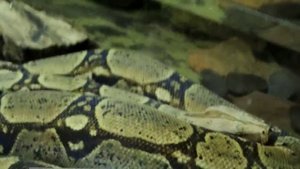 Обыкновенный удав.