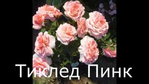 Заказ роз в питомнике Нью Джерси//флорибунды