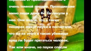 Почему никогда нельзя убивать пауков в доме?