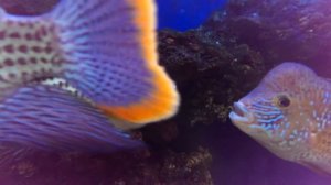 Бирюзовая акара. Битва самцов ртами.