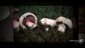 Agaricus squamulifer - fungi kingdom