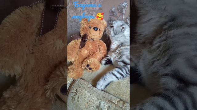 #баунти#bounty#cat#любимая#кошка#love#animals#животные#top#instagram#best#video#шотландец#люблю#топ