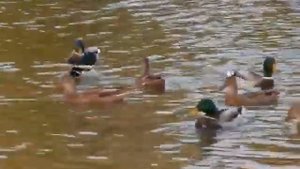 Ricoh CX2, тест видеорежима / Ricoh CX2 video test