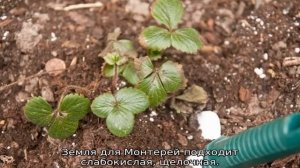 Клубника Монтерей